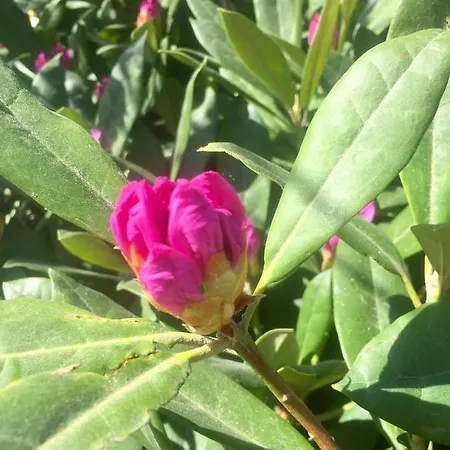 Rhodo Bed & Breakfast *