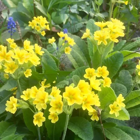 Rhodo *